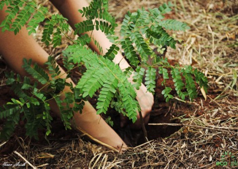 Governo realiza ação de plantio de árvores no Parque Paulo Jacob, do PROSAMIM.