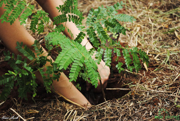 Governo realiza ação de plantio de árvores no Parque Paulo Jacob, do PROSAMIM.