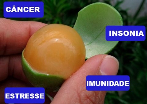 Super fruta alivia o estresse, cura insônia e combate o câncer  
