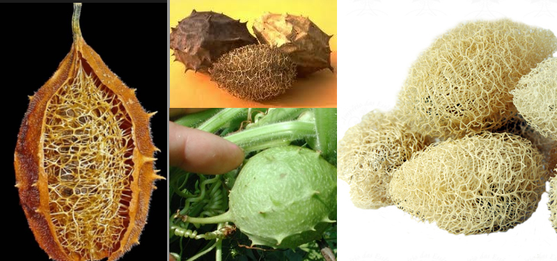 Planta usada em chás por amazonenses tem alto poder abortivo  