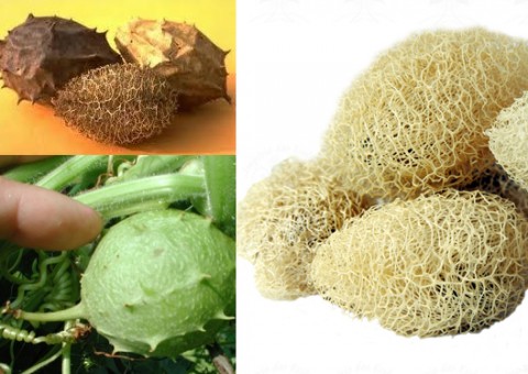 Planta usada em chás por amazonenses tem alto poder abortivo  