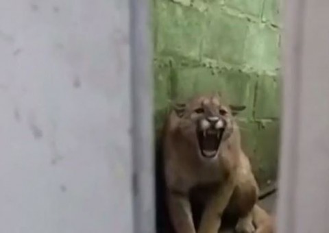 Moradora se desespera ao se deparar com onça parda no quintal de casa