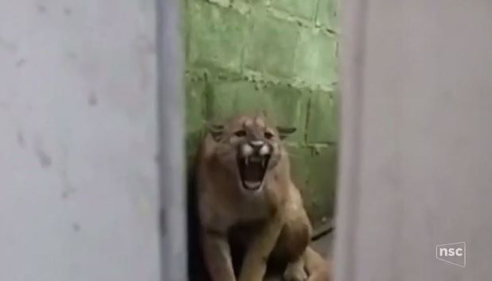 Moradora se desespera ao se deparar com onça parda no quintal de casa