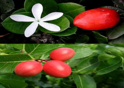 Fruta rica em Vitamina C combate o envelhecimento precoce 