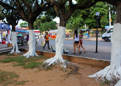 Pintar árvores com cal no Amazonas poderá gerar multa