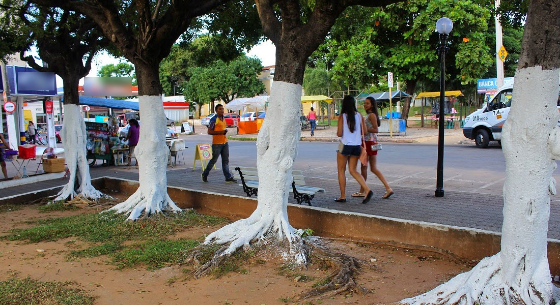 Pintar árvores com cal no Amazonas poderá gerar multa