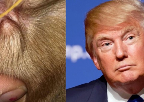 Rosto de Trump aparece em orelha de animal e intriga internautas