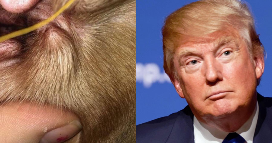 Rosto de Trump aparece em orelha de animal e intriga internautas