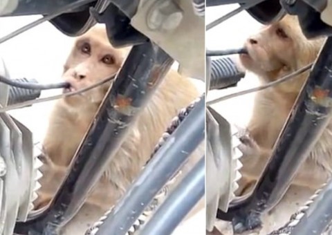 Macaco viciado em gasolina 'surta' e ataca veículos para manter vício