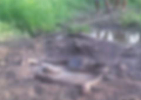 Adolescente desaparecido é encontrado morto em área de mata no Amazonas