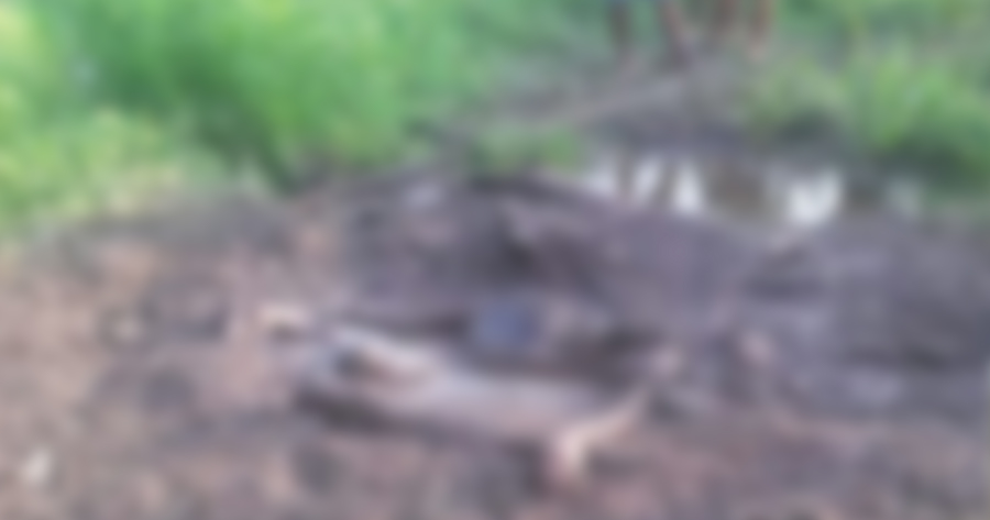 Adolescente desaparecido é encontrado morto em área de mata no Amazonas