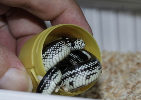 Bêbado detido por briga na rua é flagrado com cobra dentro da calça