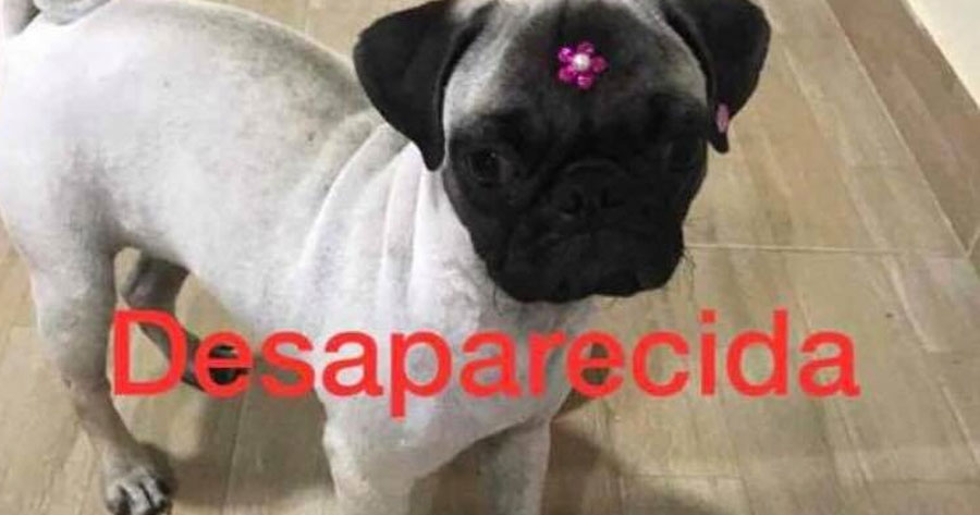 Jovem oferece recompensa de R$ 400 para encontrar filhote roubada no Amazonas