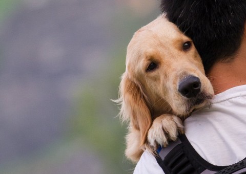 Estudo revela que humanos gostam mais de cachorros do que de gente