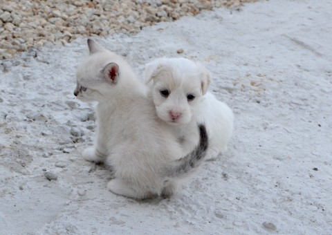 ’Serial killer’ de cães e gatos tem pena aumentada pela Justiça