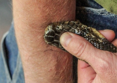 Homem injeta veneno de cobra no próprio corpo e faz descoberta inédita