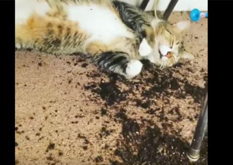  Gato come metade de plantação de maconha e reação viraliza na internet 