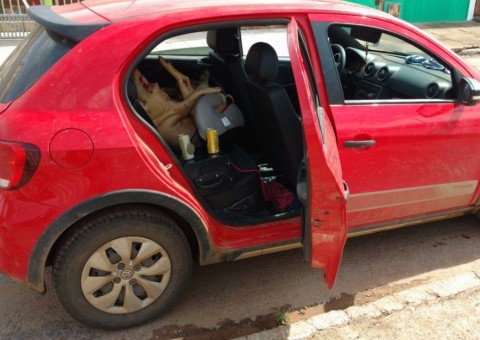 Motorista bêbado é preso após transportar porco morto em cadeirinha de bebê 