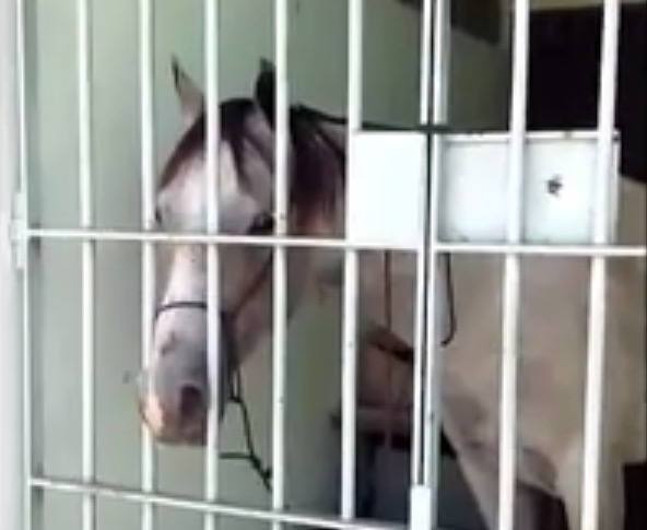 Cavalo passa a noite na prisão após dar coice em carro de mulher 