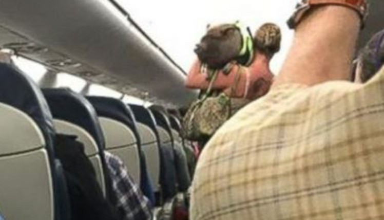 Passageira é retirada de avião por motivo inusitado