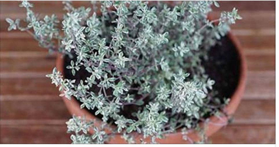 Esta erva poderosa destrói herpes, cândida e vírus da gripe