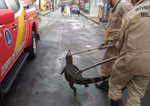 Jacaré aparece em porta de residência após forte chuva em Manaus