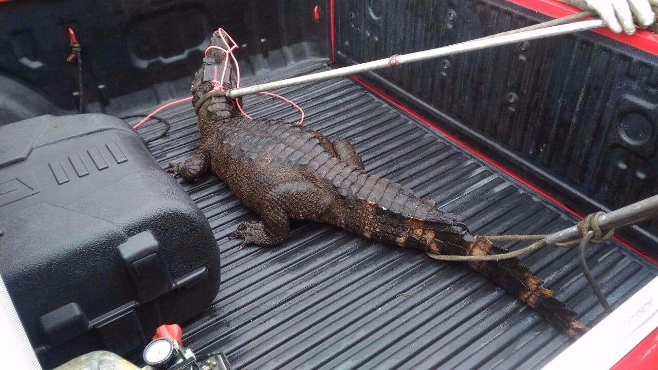 Jacaré aparece em porta de residência após forte chuva em Manaus