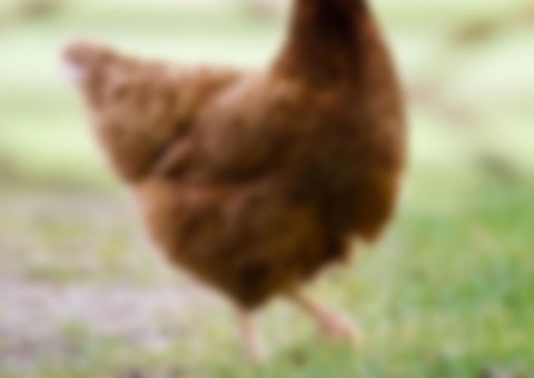 Adolescente de 14 anos é flagrado estuprando galinha