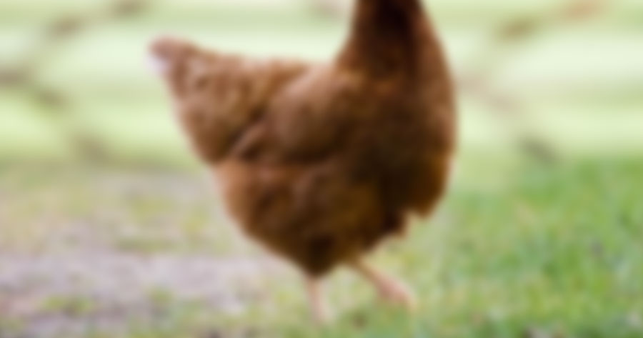 Adolescente de 14 anos é flagrado estuprando galinha