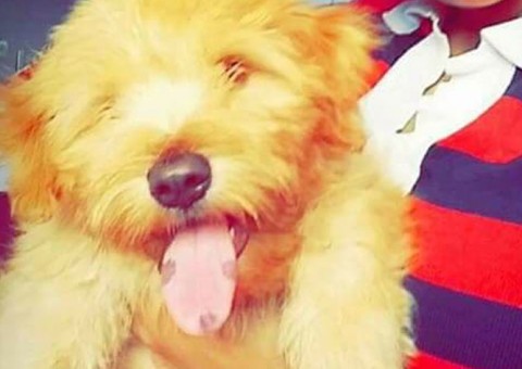 Em Manaus, cachorro é roubado e dona oferece recompensa para encontrá-lo