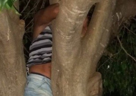 Sem aceitar fim de namoro, jovem tenta invadir casa de ex e fica presa em árvore