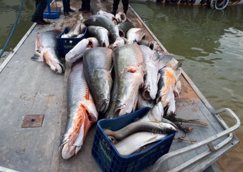Polícia Federal apreende 12 toneladas de peixes ameaçados de extinção no Amazonas