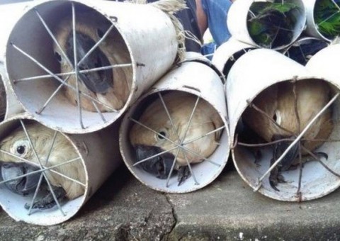 Pássaros em risco de extinção são encontrados dentro de canos na Indonésia 