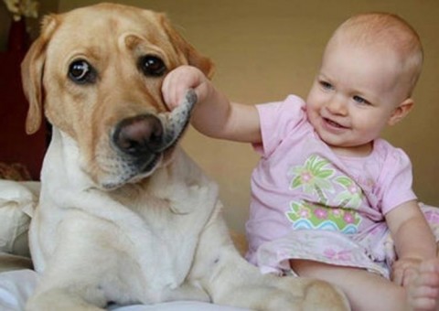 Ter um cão diminui risco de doenças cardiovasculares, diz estudo