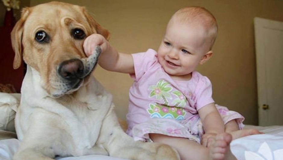 Ter um cão diminui risco de doenças cardiovasculares, diz estudo