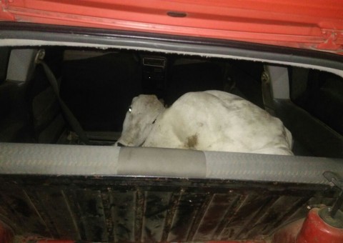 Ladrões furtam boi e fogem com animal dentro de carro 