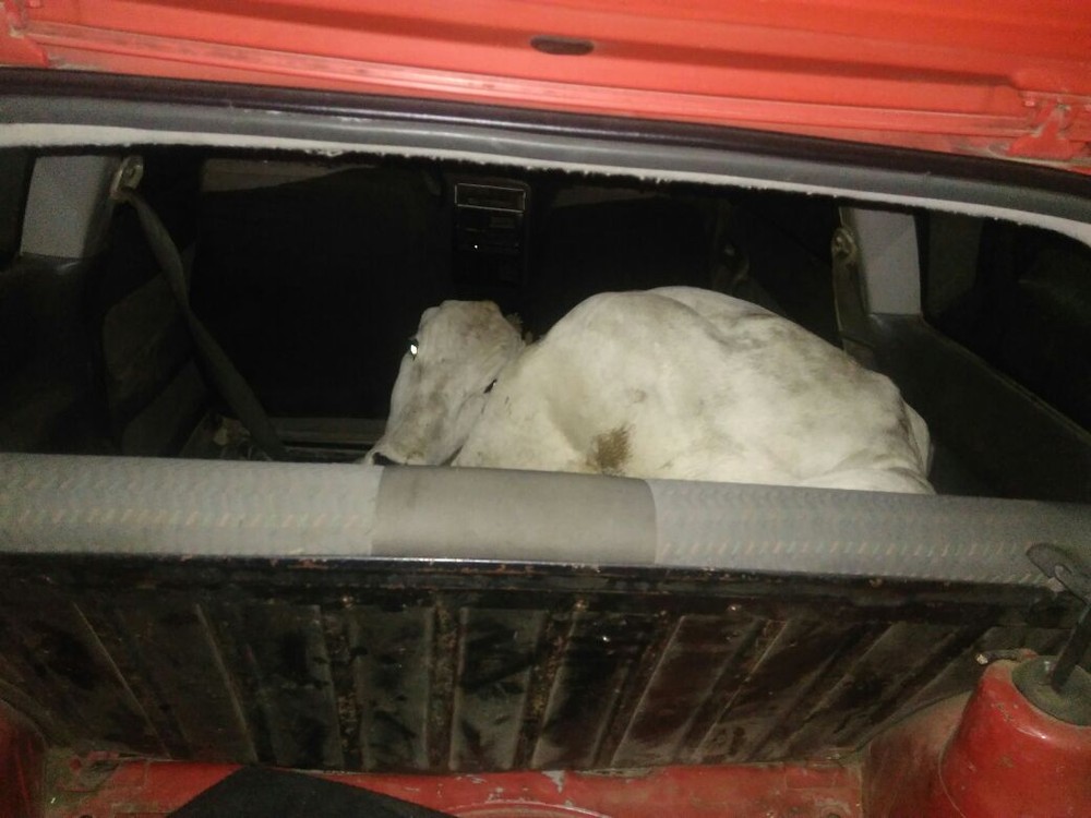 Ladrões furtam boi e fogem com animal dentro de carro 