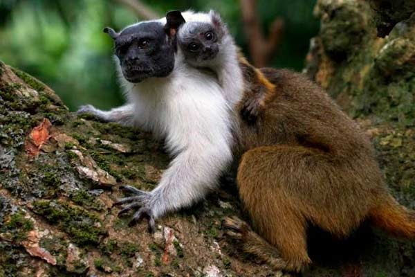 Representantes da campanha “Salve o Sauim” fazem baixo assinado para proteção de espécie em extinção