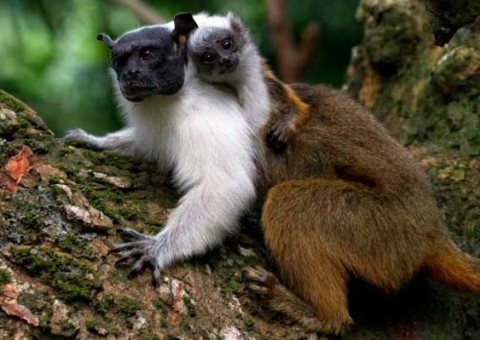 Representantes da campanha “Salve o Sauim” fazem baixo assinado para proteção de espécie em extinção