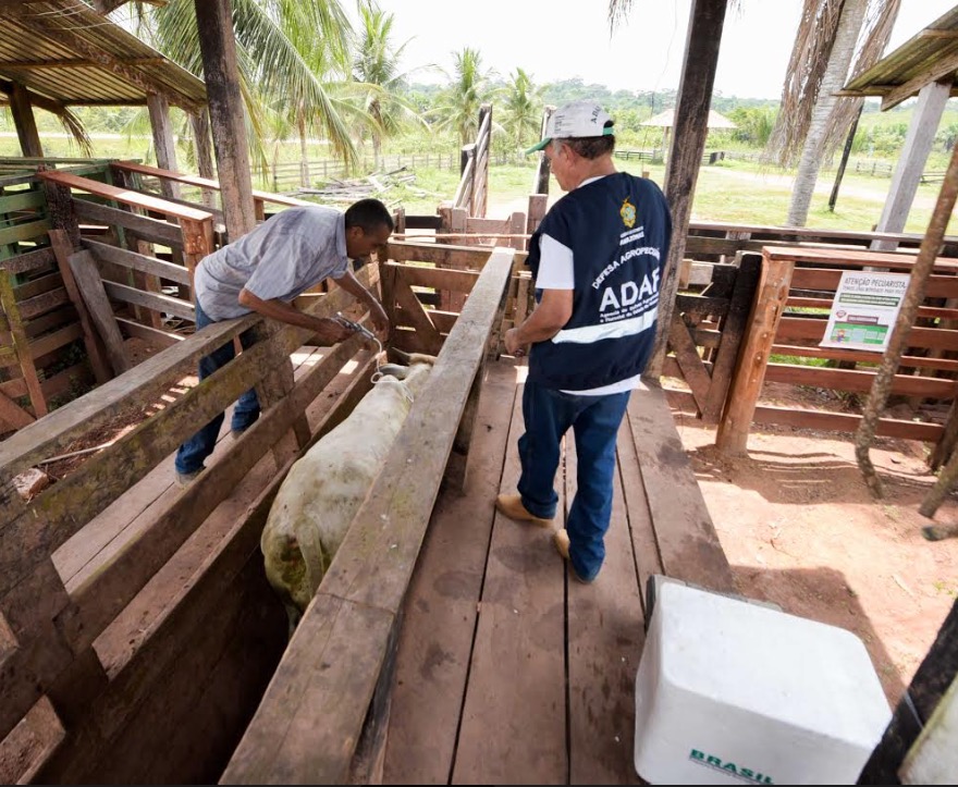 Campanha “Amazonas sem Aftosa” estima comercializar 700 mil doses da vacina