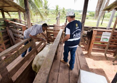 Campanha “Amazonas sem Aftosa” estima comercializar 700 mil doses da vacina