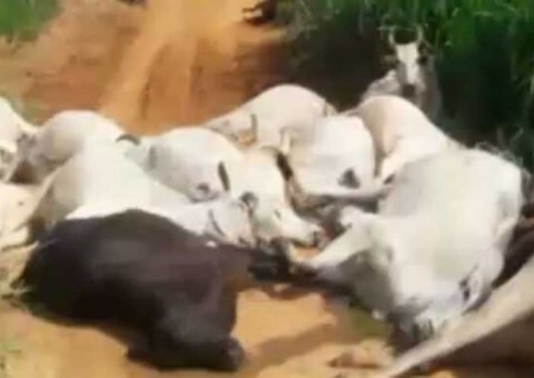 Cabo de alta tensão se rompe, mata capataz e 30 cabeças de gado