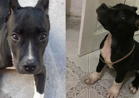 Em Manaus, bandido furta pit bull terrier e dona oferece recompensa para encontrá-lo