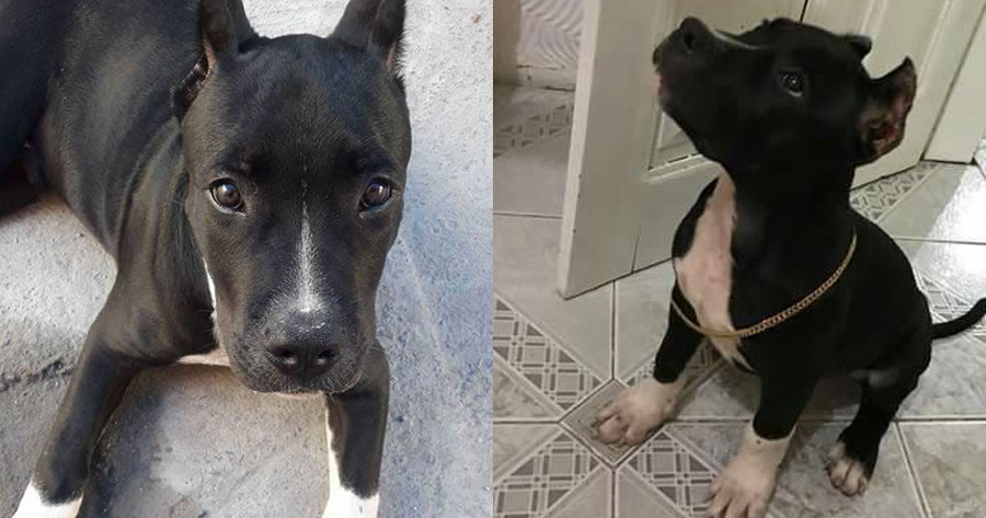 Em Manaus, bandido furta pit bull terrier e dona oferece recompensa para encontrá-lo