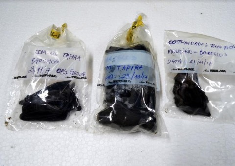 Laudo confirma Raiva Humana em jovem no Amazonas