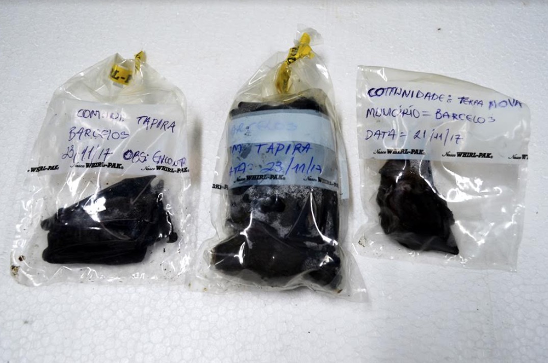 Laudo confirma Raiva Humana em jovem no Amazonas