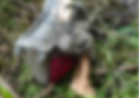 Corpo encontrado em mala é identificado como de adolescente sequestrado em Manaus