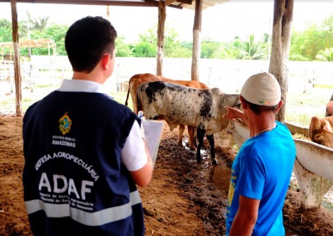 Pecuaristas têm até esta quinta-feira para adquirirem a vacina contra febre aftosa