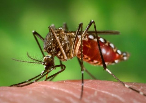 Manaus está em segundo lugar de cidades em alerta de surto de dengue, zika e chikungunya