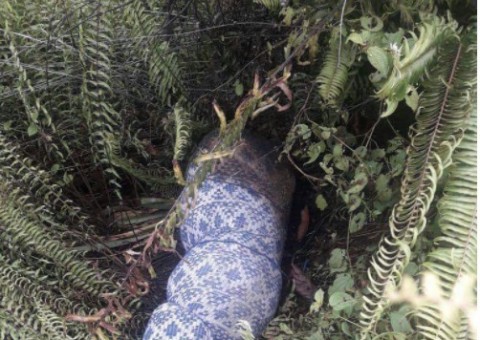 Corpo de homem é encontrado na AM-010